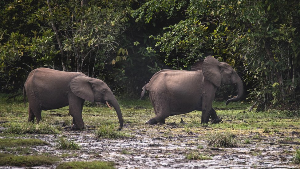 アフリカのゾウ、絶滅の危機に 密猟と生息地の減少で - BBCニュース