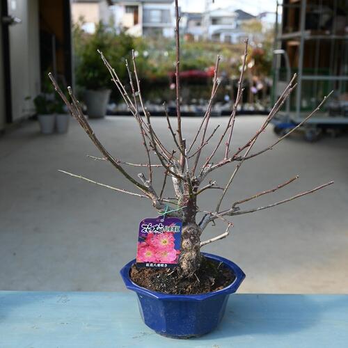 植木 盆栽 梅 紅梅」の人気商品一覧 | 安い商品を通販サイトから探す