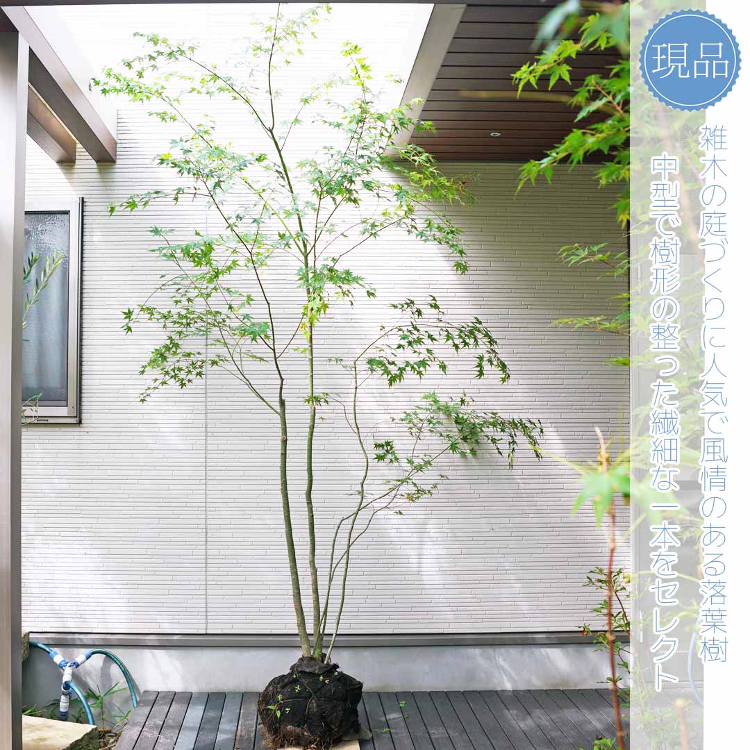 楽天市場】山採り【イロハモミジ】紅葉 株立ち 自然風樹形 樹高H≒240