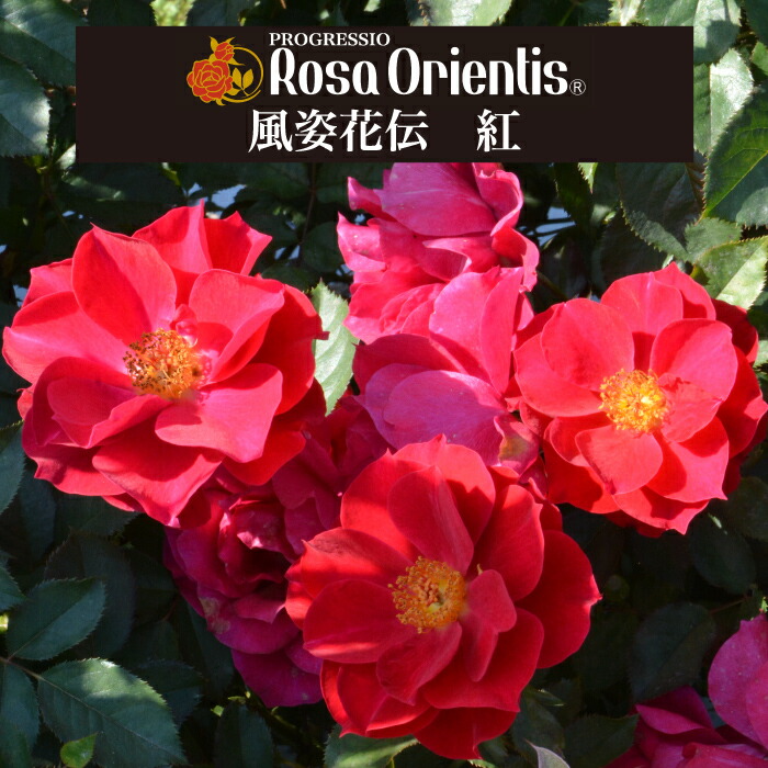 楽天市場】送料無料【風姿花伝 紅 6号鉢大苗予約】鉢植え バラ 薔薇