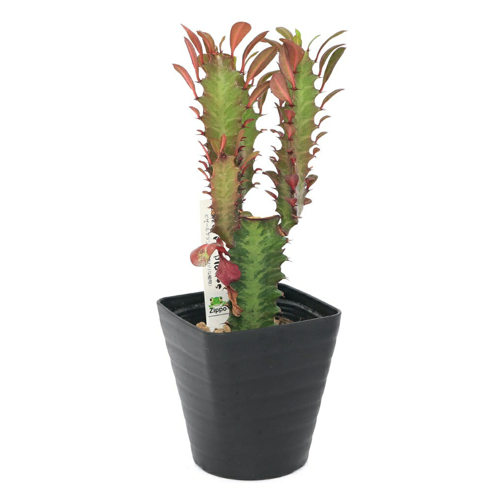 楽天市場】（多肉植物）ユーフォルビア トリゴナ レッド 3．5号（1