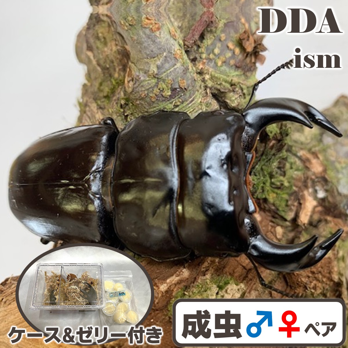 楽天市場】【DDA】インドアンタエウス(アルナーチャル) 成虫 ♂55