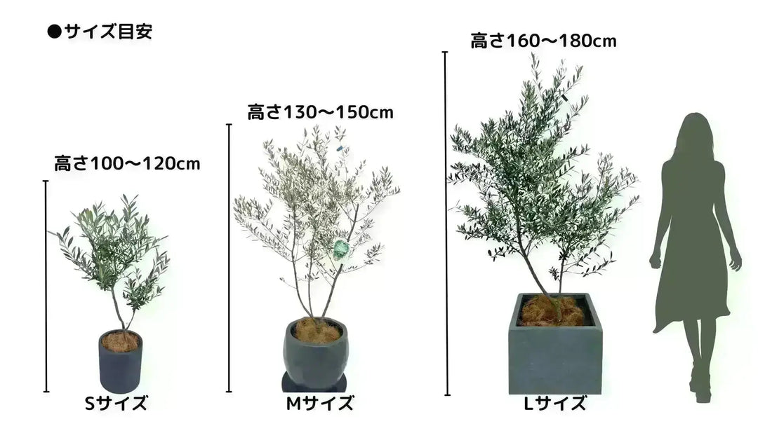 NEWシプレシーノ（オリーブの木）｜大型商品｜NO.1954｜約170cm｜人気