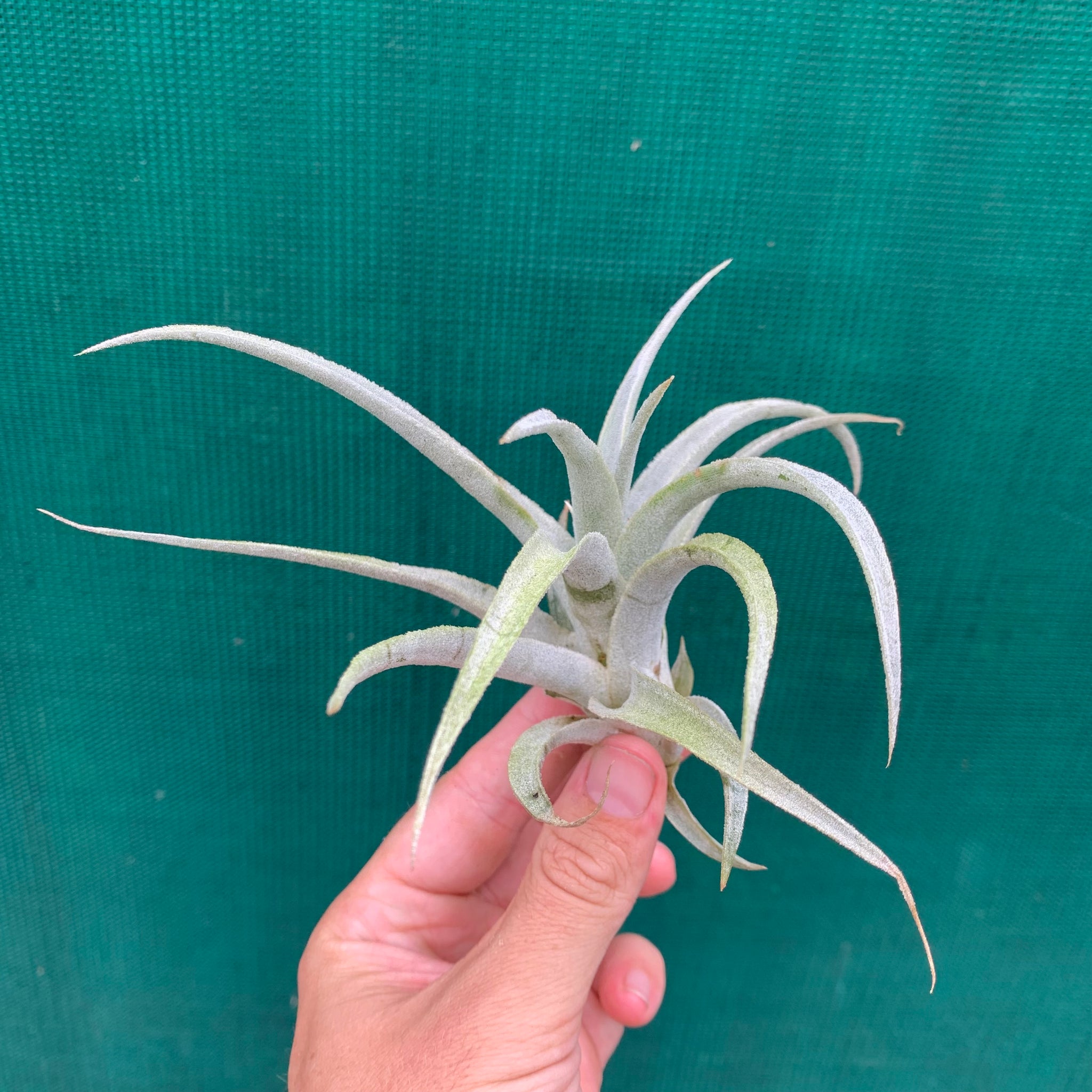 Tillandsia - mima ex. PT - Air Plant Decor