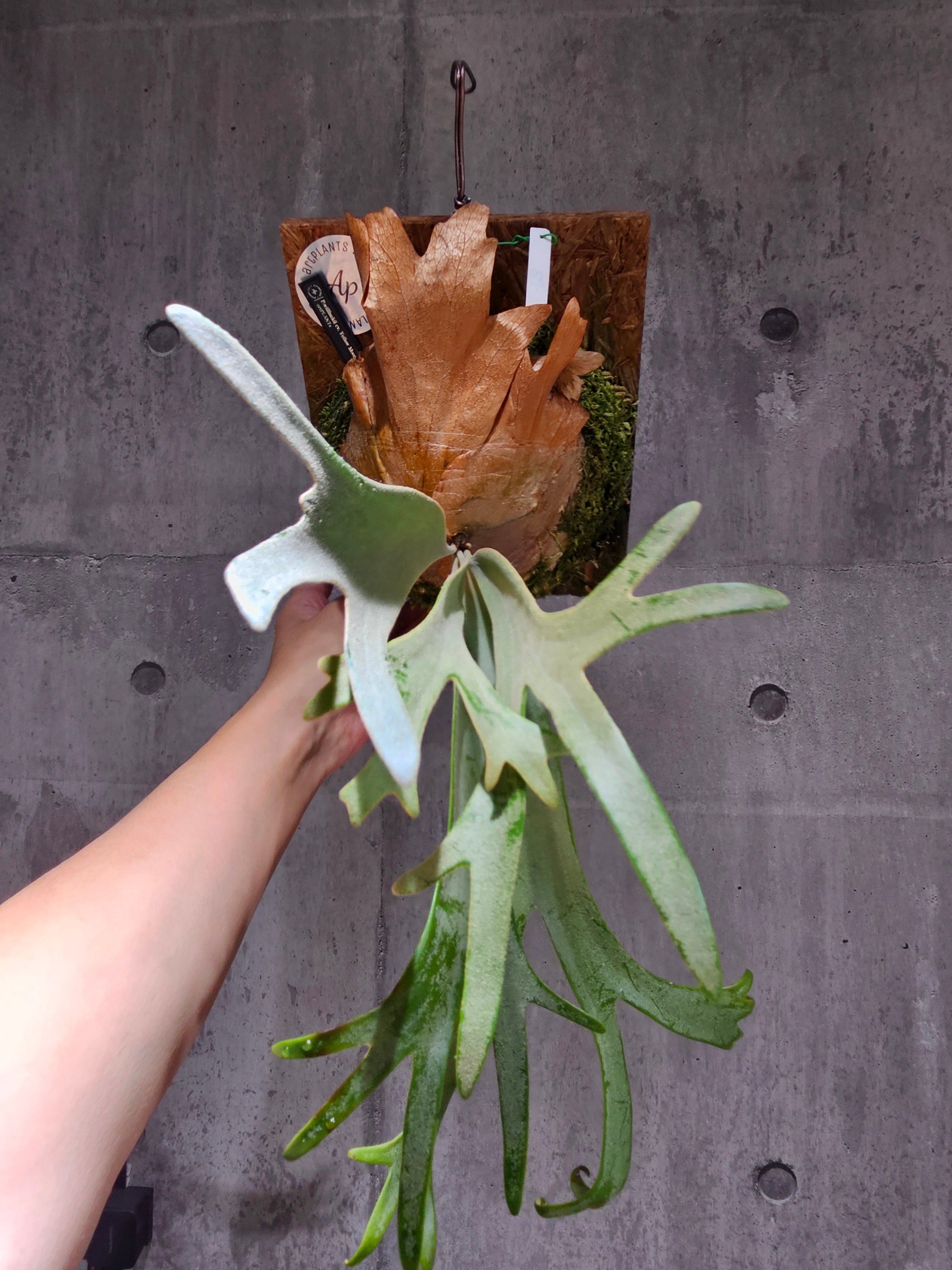 P.Willinckii cv. Yellow Moon(Pup) 【artPLANTs/PLANTS GARAGE