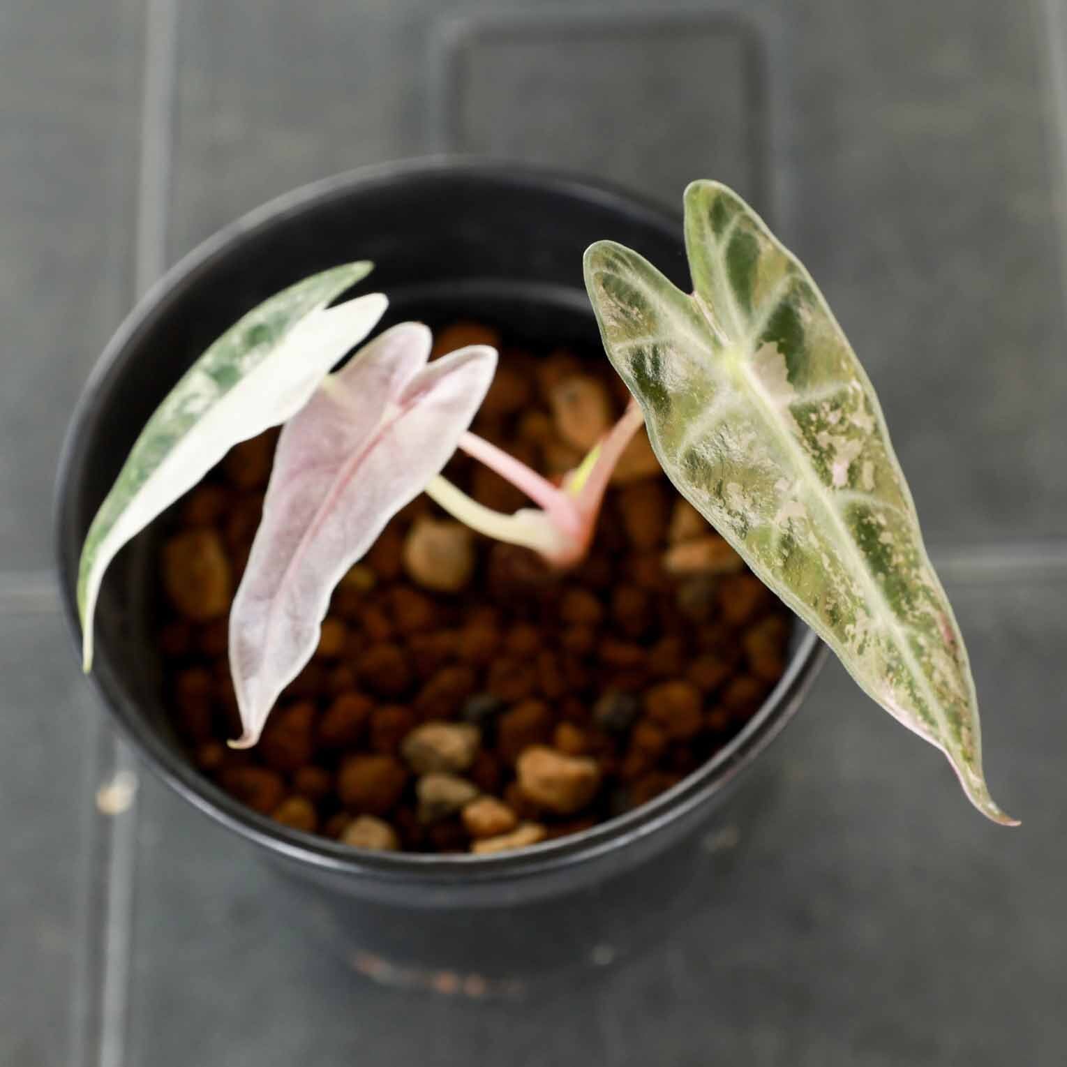 アロカシア バンビーノ ピンク斑入り Alocasia Bambino pink