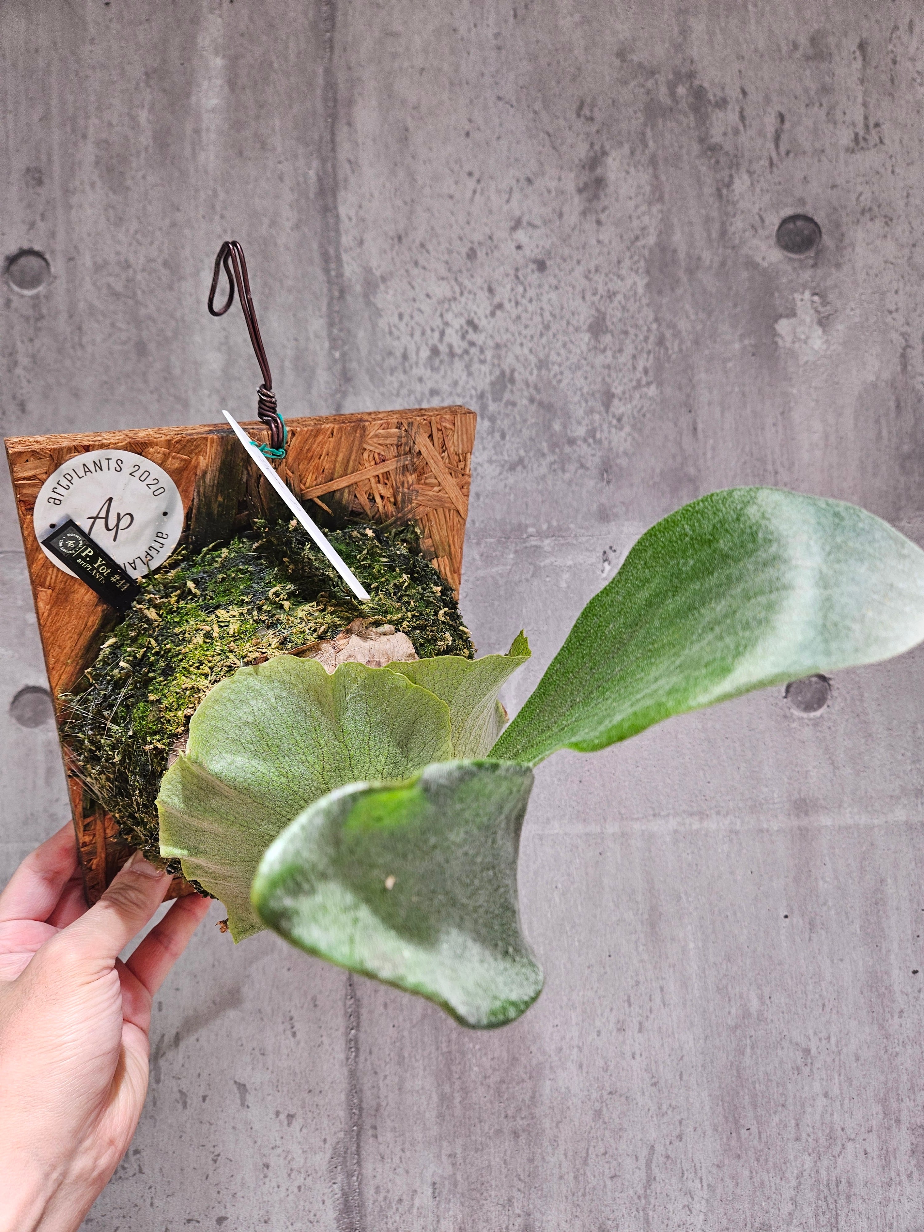 P.Hillii Spore #44 (Yot#44) 【artPLANTs】ビカクシダ/Platycerium