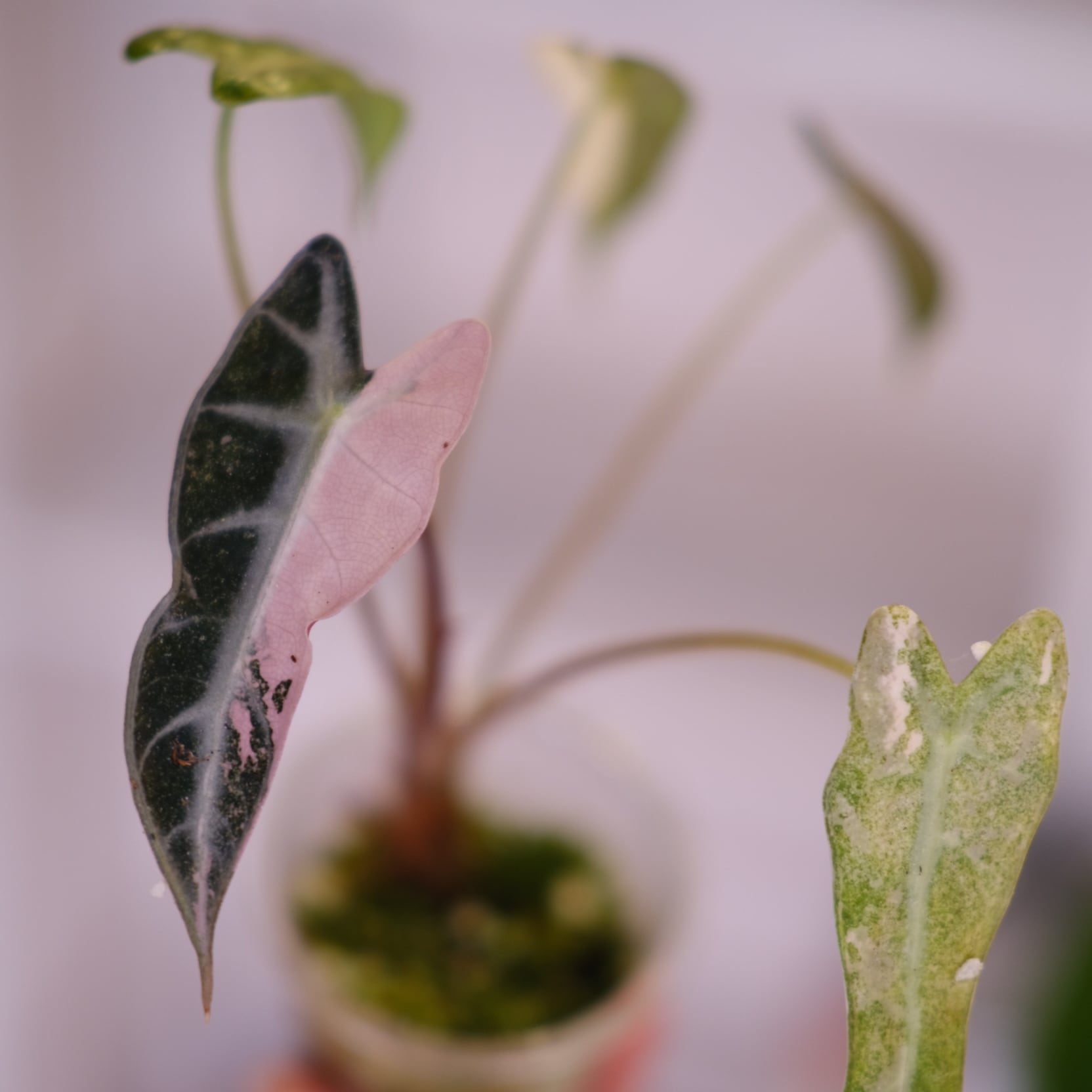 アロカシア バンビーノ ピンク│Alocasia bambino Pink⑮│観葉植物