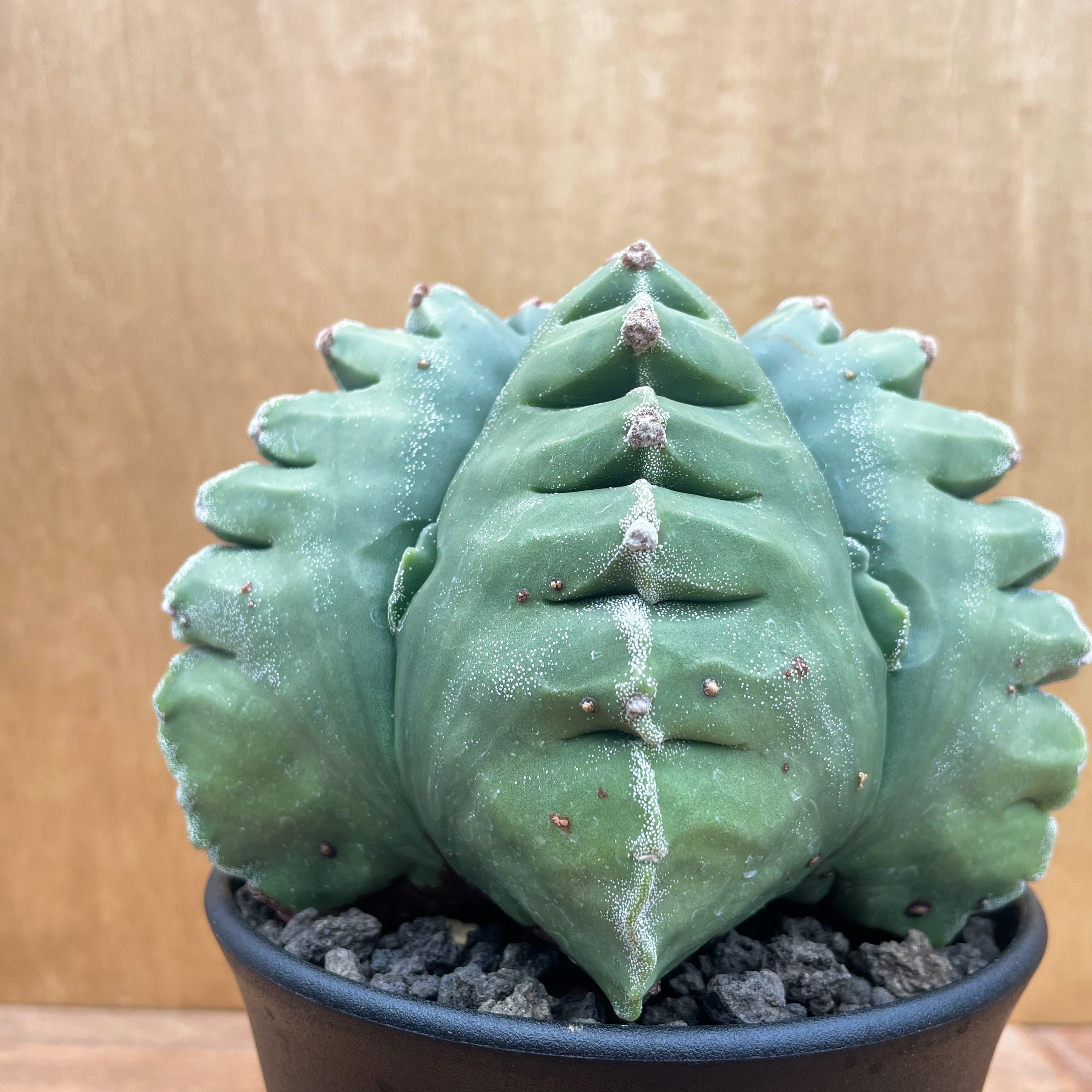 Astrophytum【アストロフィツム・亀甲ストロンギロゴナム】 | RIMO'S