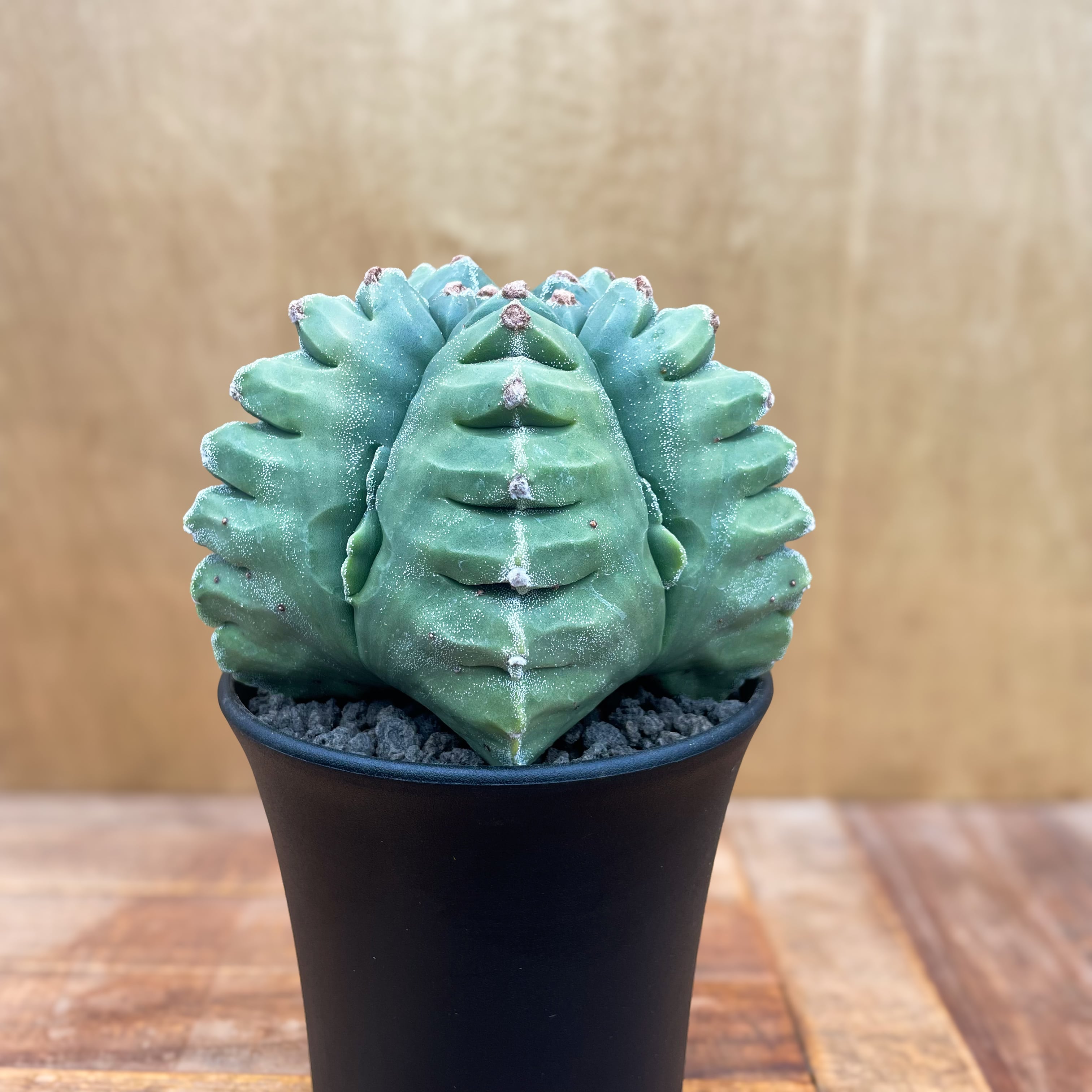 Astrophytum【アストロフィツム・亀甲ストロンギロゴナム】 | RIMO'S
