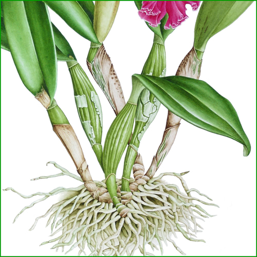 ボタニカルアート リンコソフロカトレア 植物画 絵画 Zinnia 通販