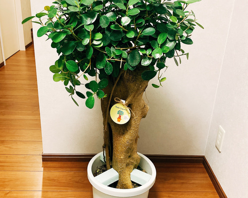 在庫］【希少】 パンダガジュマル 接木 プラスチック鉢 観葉植物 レア