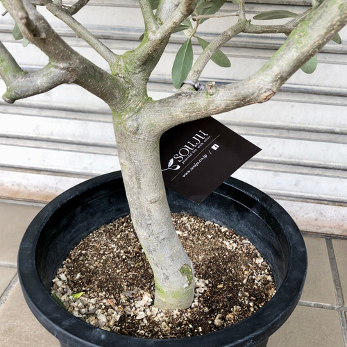 盆栽仕立て オリーブの木 ルッカ SOUJU その他インテリア雑貨 PLANTS