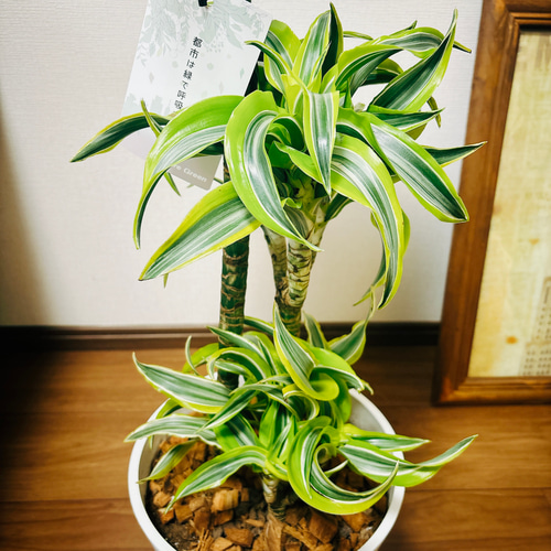 現品］【希少】1番 ドラセナ レモンサプライズ 8号 観葉植物 室内 黄