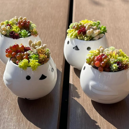 多肉植物 寄せ植え そのまま飾れる(˶﻿・ө・˶)﻿シマエナガ 多肉植物