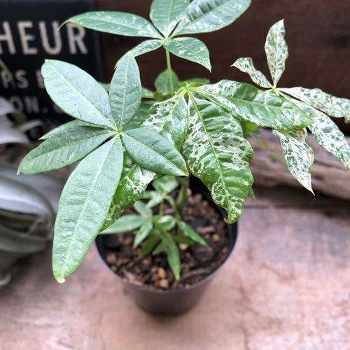 パキラ ♡斑入り葉 ♡ミルキーウェイ ♡実生♡観葉植物パキラ ♡超希少