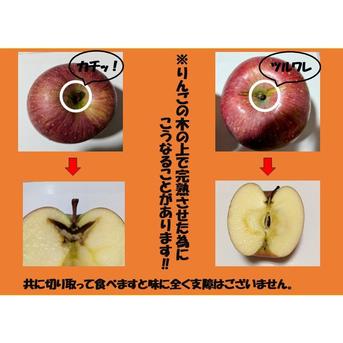 青森県産りんご [6周年限定]糖度13度以上保証『予約がすぐ埋まる為
