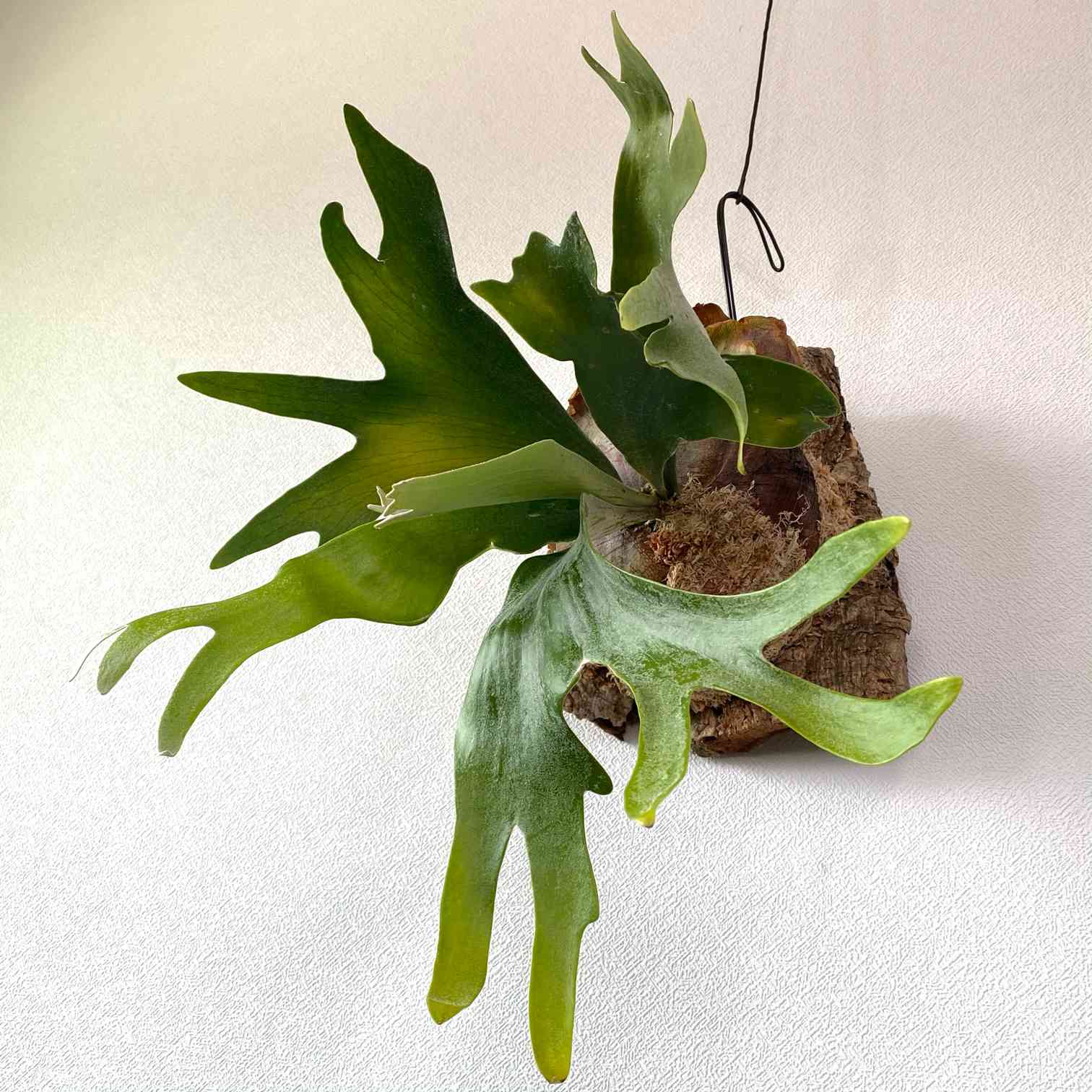 P. bifurcatum 'Netherlands'➃ 成長記録 2022.5.30