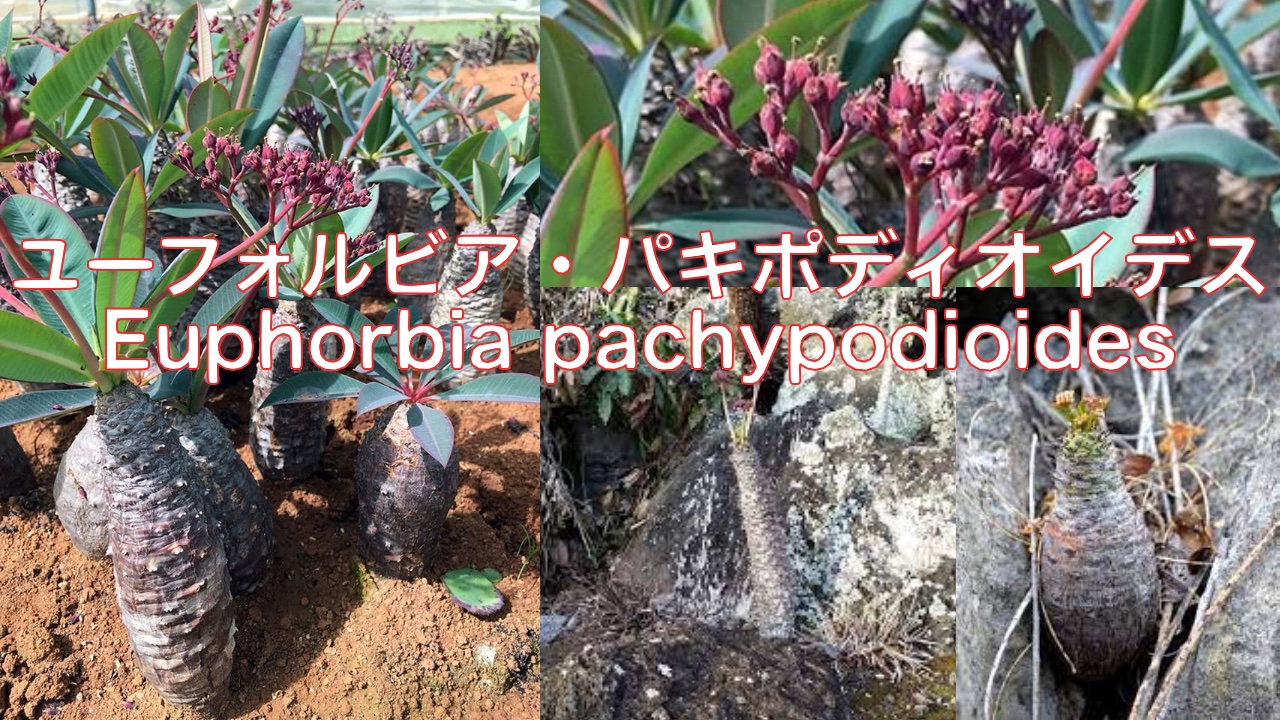 ユーフォルビア パキポディオイデス 現地球 発根済み 多頭 二頭 現20