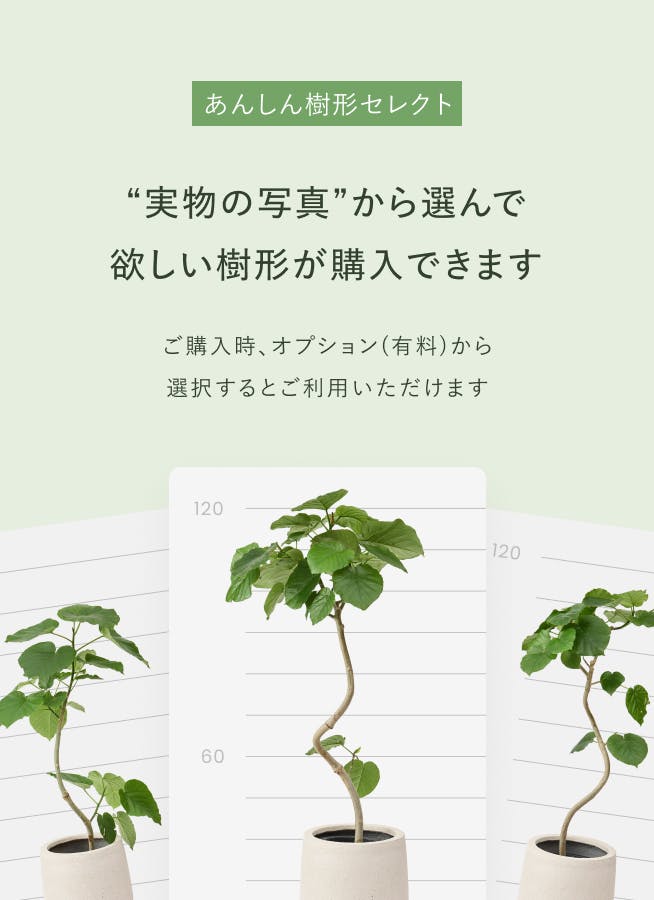 観葉植物 フィカス ベンジャミン 10号 玉造り プラスチック鉢 | 観葉