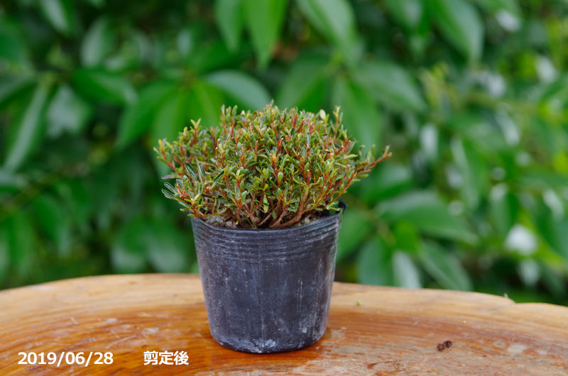 山野草の石田精華園 / 春の花木 サツキ 早乙女小町 2.5号(7.5cm