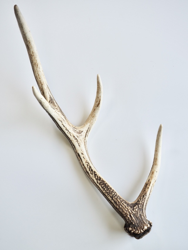 エゾジカの角【40cm前後-おまかせ発送-】鹿の角 En: - Not for
