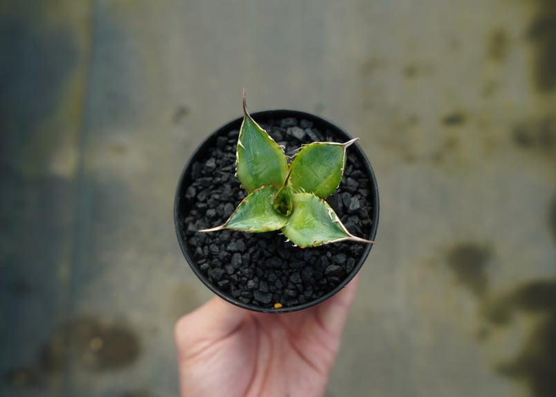 アガベ チタノタ 黄覆輪 Agave titanota variegata | mana's