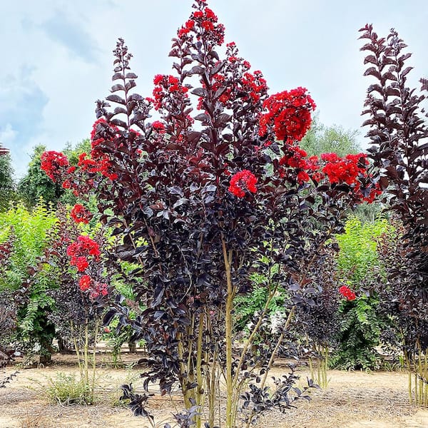 BLACK DIAMOND 3 Gal. Red Hot Crape Myrtle Tree CRMBRH03G - The