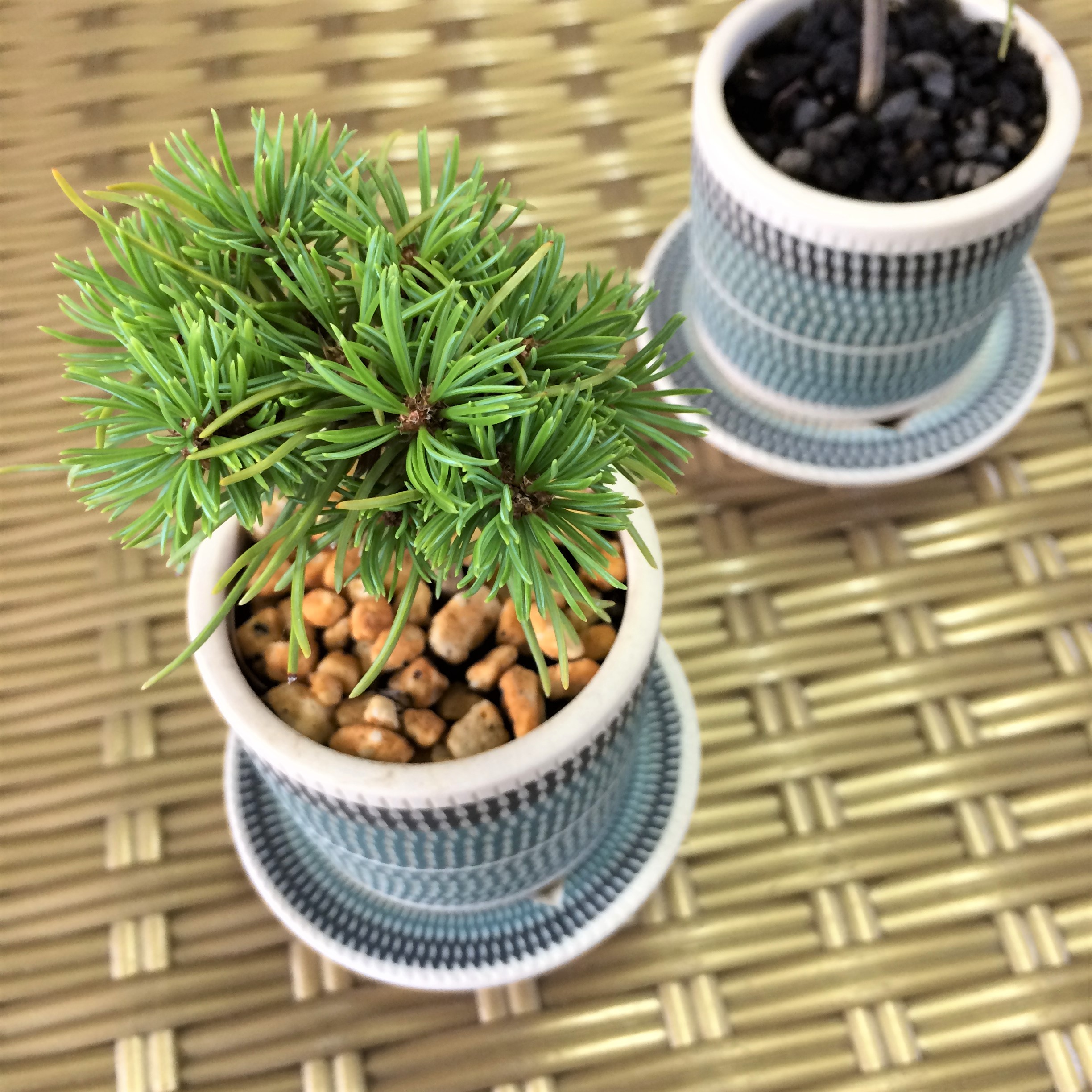 実生と挿し木 / 盆栽、多肉植物、塊根植物、観葉植物通販/KIDORI -キドリ-