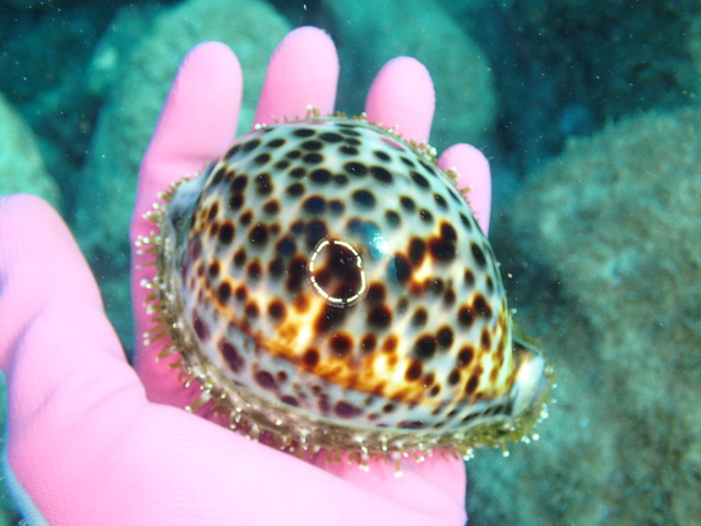 ホシダカラ | 公益財団法人 黒潮生物研究所