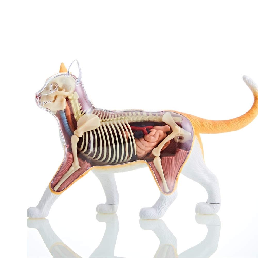 Amazon.co.jp: スカイネット 立体パズル 4D VISION 動物解剖 No.29 猫