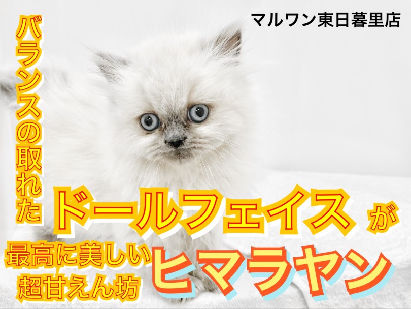 ヒマラヤン 】寄り添い系甘えん坊のドールフェイスヒマラヤン