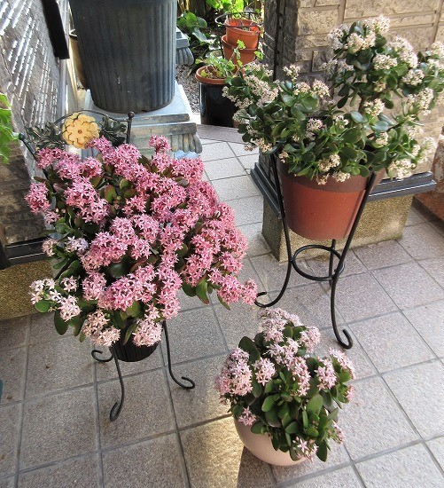 金のなる木（花月） : の～んびり！！