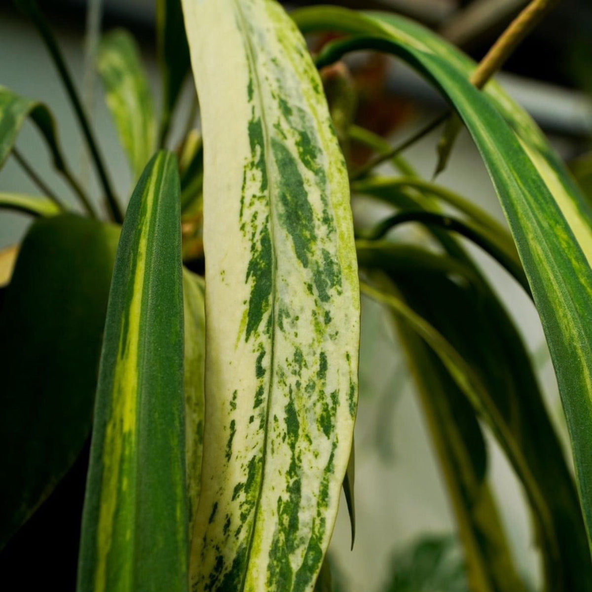 アンスリウム ビッタリフォリウム 斑入り 2号ポリポット – RARE PLANTS