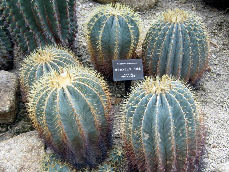 オウカンリュウ | Ferocactus glaucescens | かぎけん花図鑑
