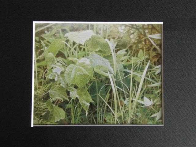 川村悦子、【秋雨】、希少な限定額装用画集画、新品高級額 額装付、状態良好